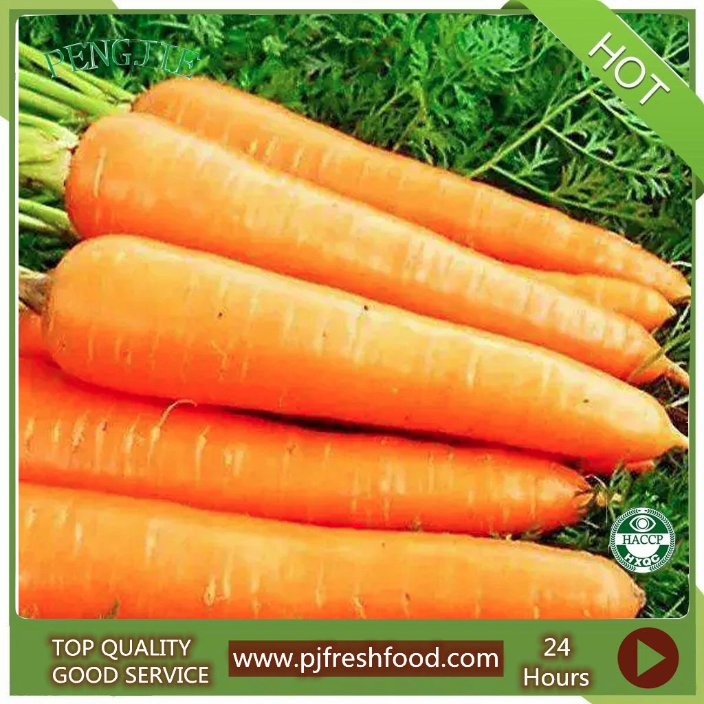 Fresh Carrot The Whole Sale S M L