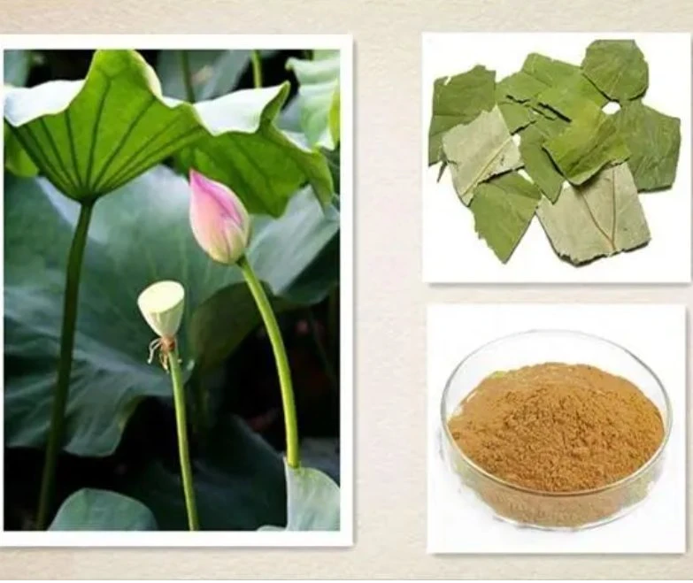 Extracto de hojas de Lotus 2% Nuciferina (HPLC) Folium Nelumbinis