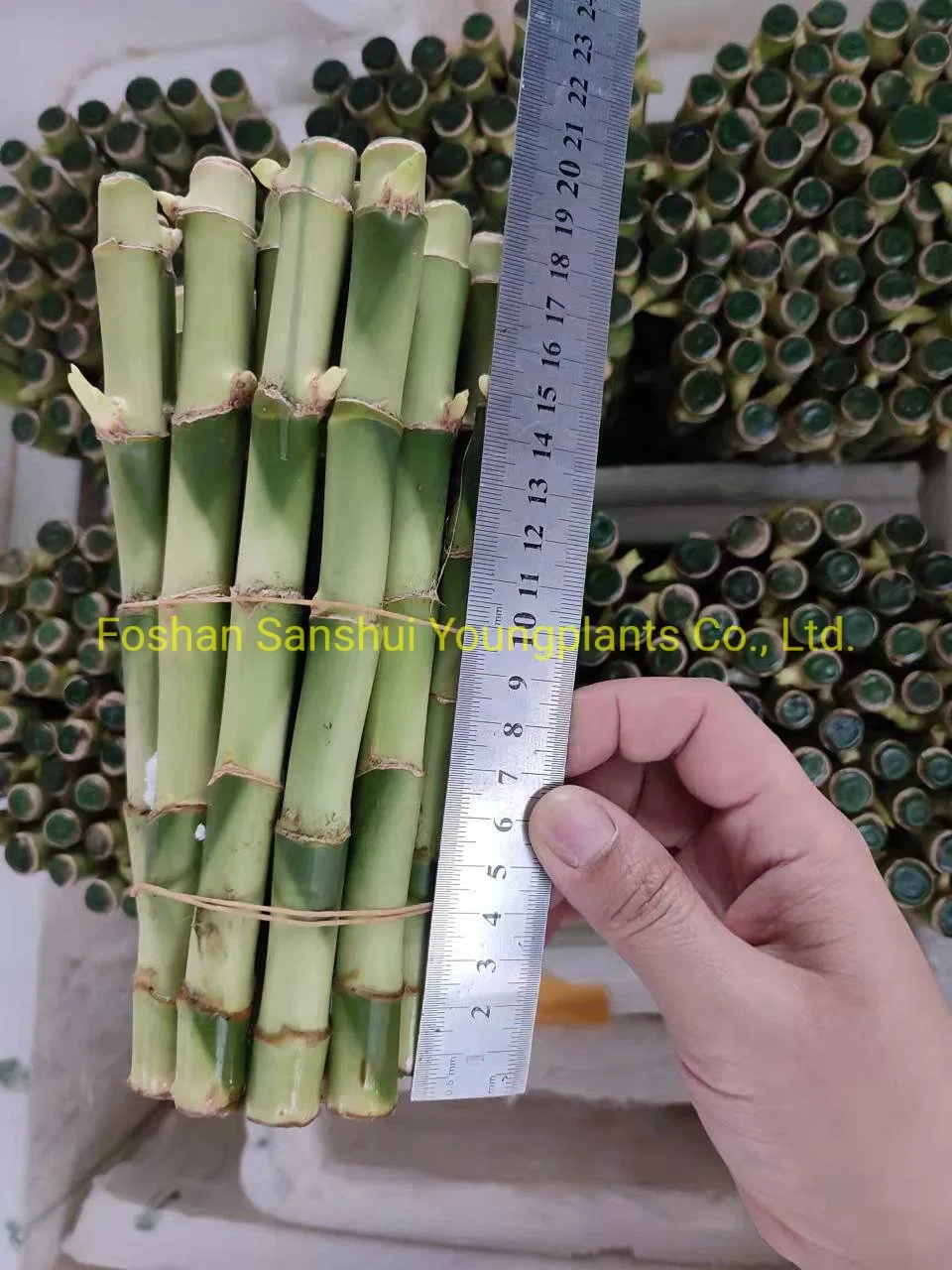 Importação por grosso de 20 cm de bambu liso Lucky da China