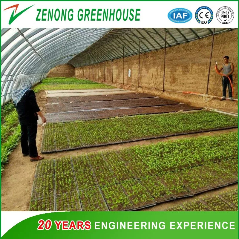 Single Span Small Size Solar Green House for Family Vegetable Cultivation/Farming/Agriculture/Gardening