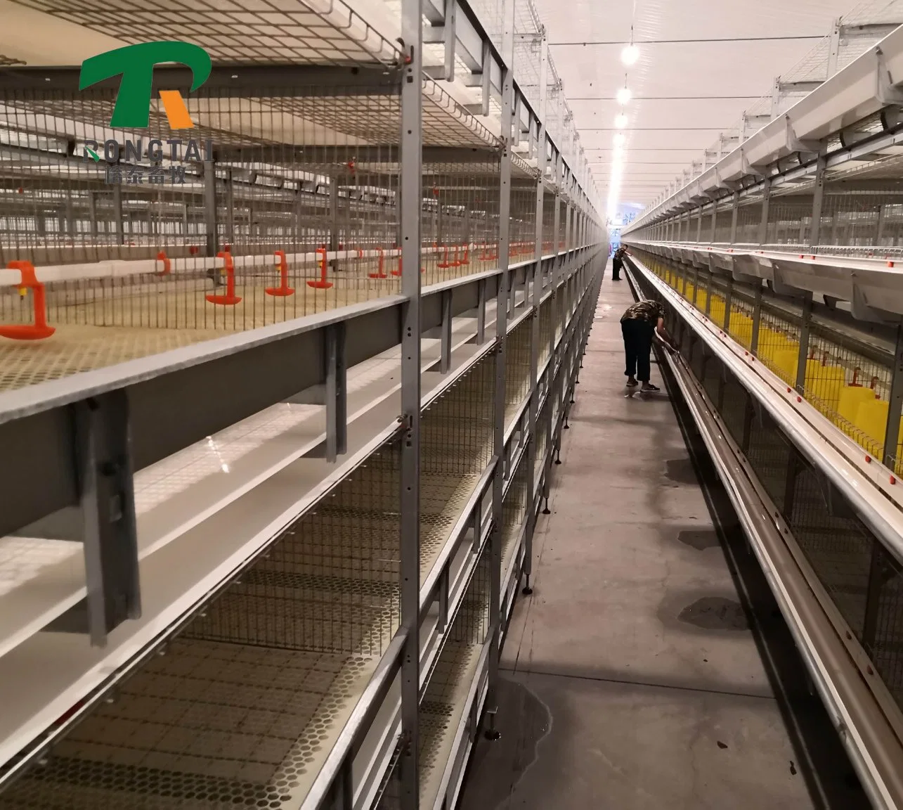 High Top Design Modern Poultry Farm H Type Manual Poultry Metal Broiler Raising Chicken Cage with Manure Belt for 1000 Birds