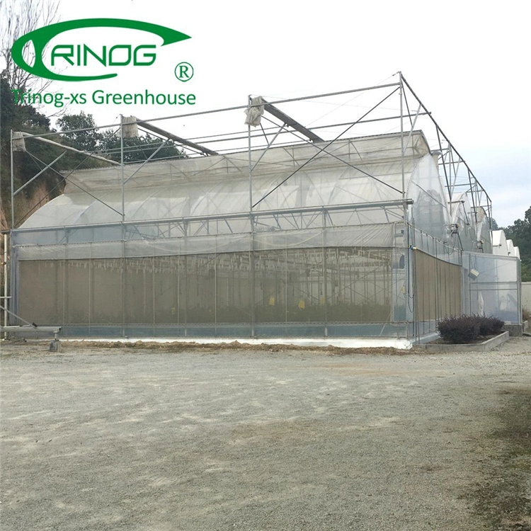 China Intelligent Large Scale Multi-span Film Greenhouse