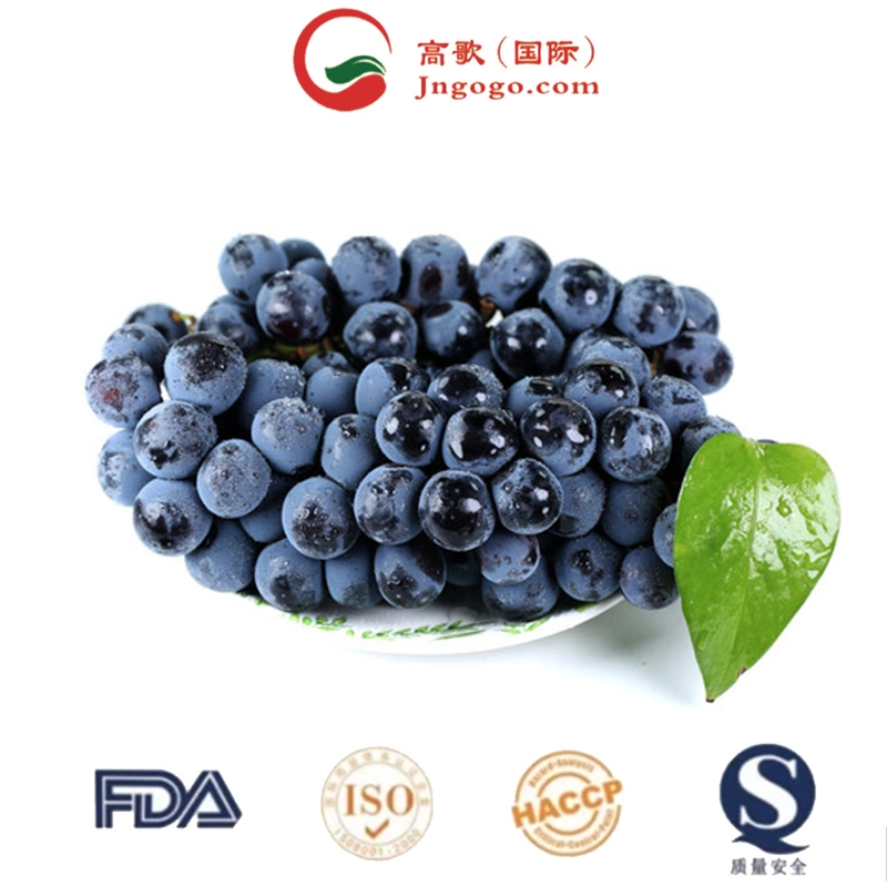 Fresh Green Grapes India, Black Grapes, Organic Grapes, Top Quality Sweet, Premium, Low Price