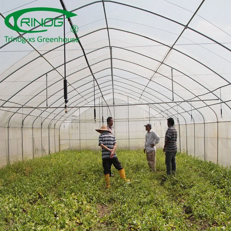 Trinog single span light tunnel film greenhouse for poultry farms