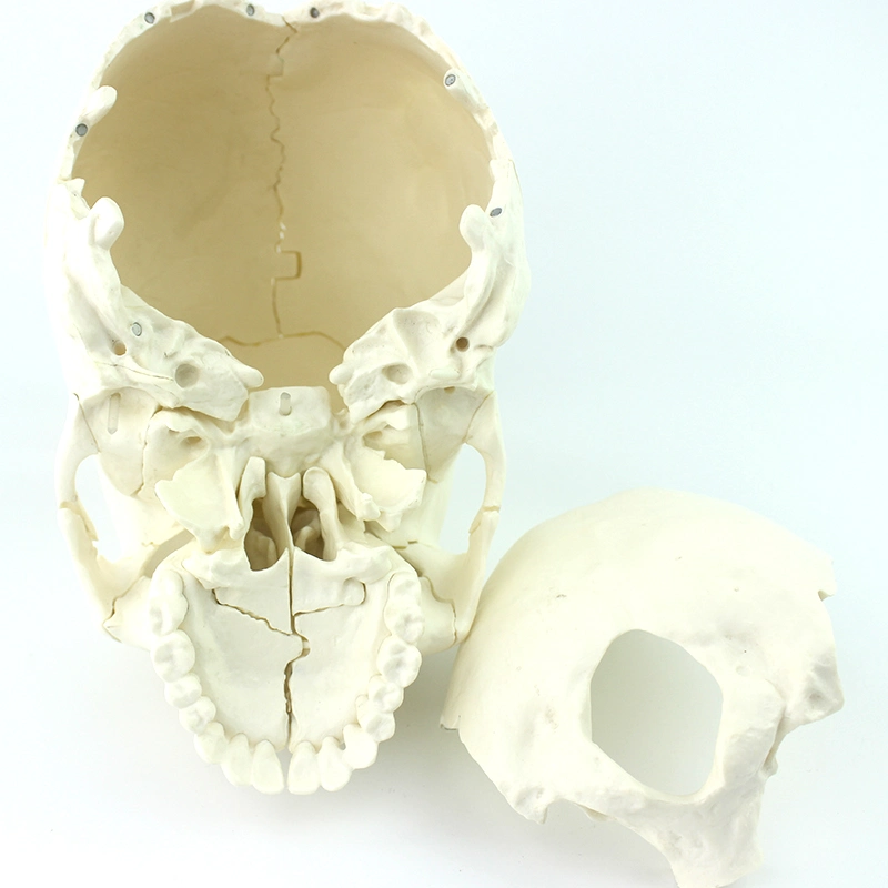 Teaching Skeleton Skull Kit 22 Individual Bones Human Models with Natural Size of PVC