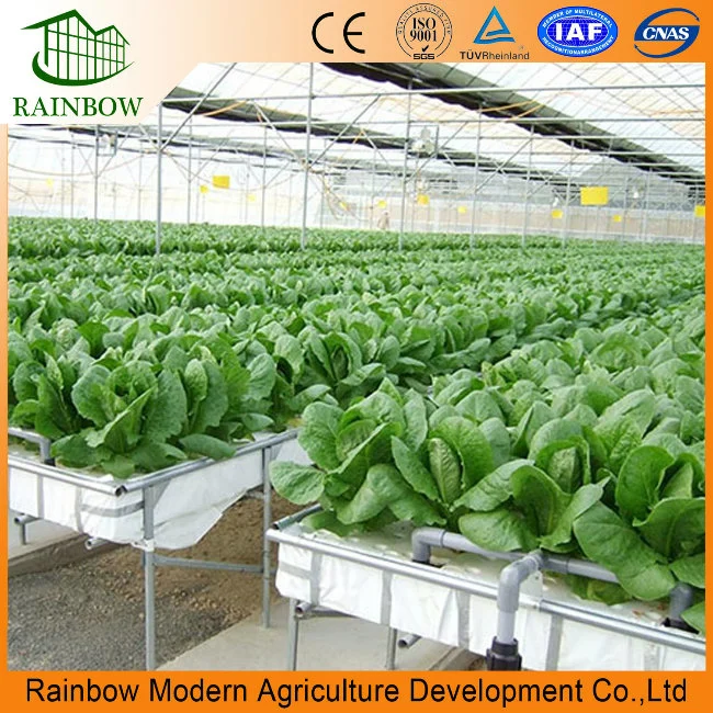 UV Resistant Multi Span Plastic Film Greenhouse for Vegetables Flowers