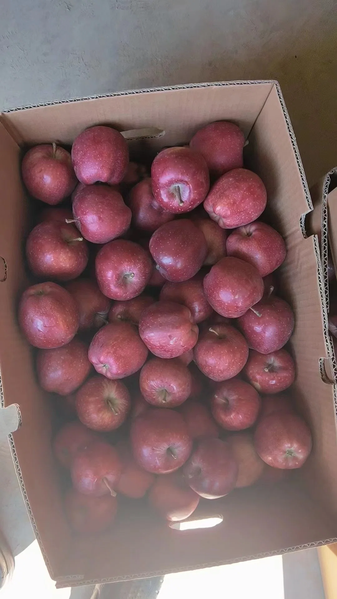 New Season 20kg in Carton Huaniu Apple Fruit Price