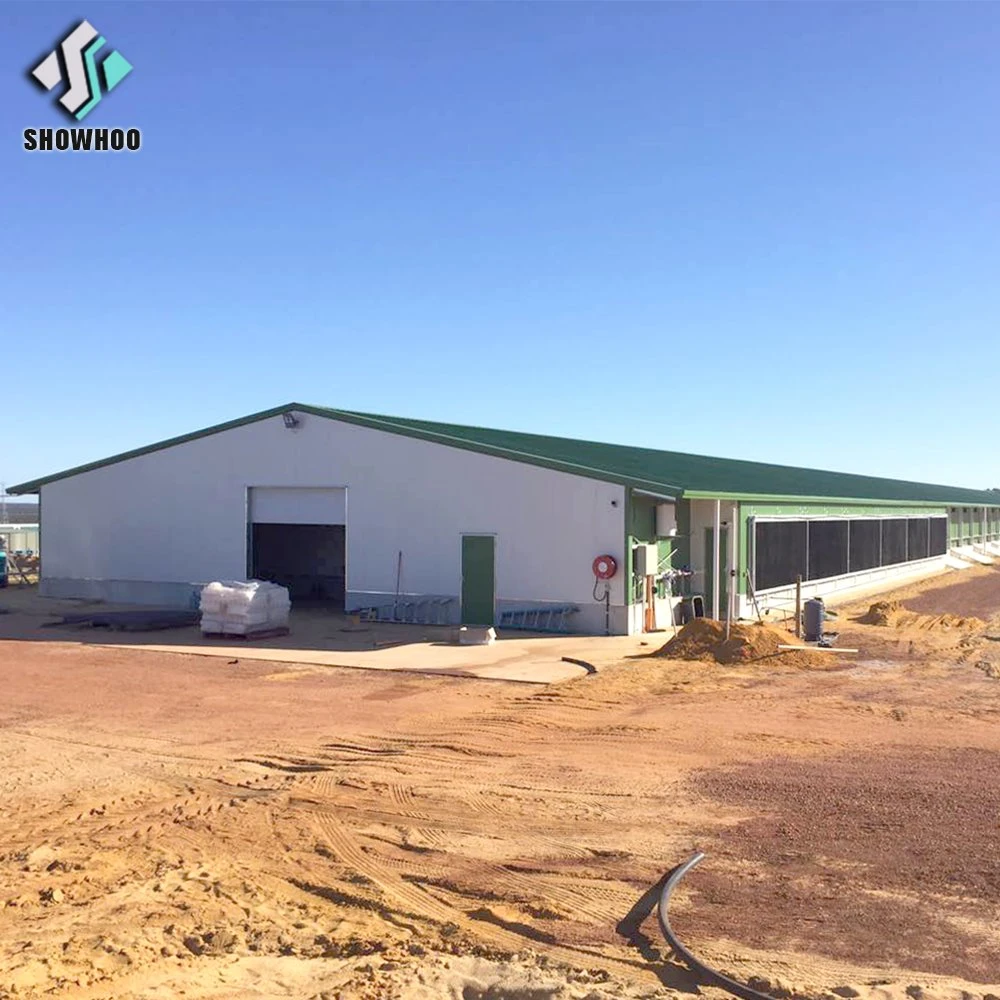 Casas de la cría de aves de corral pollo galpón Estructura de acero para incubar