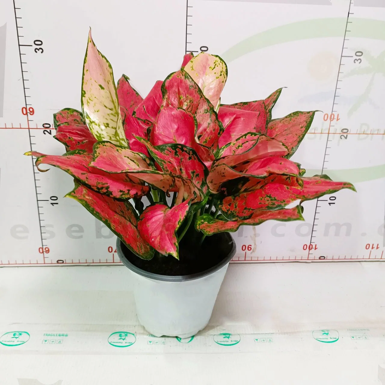 Aglaonema Ruyi rojo de la planta de hojas de plántulas de Bonsai