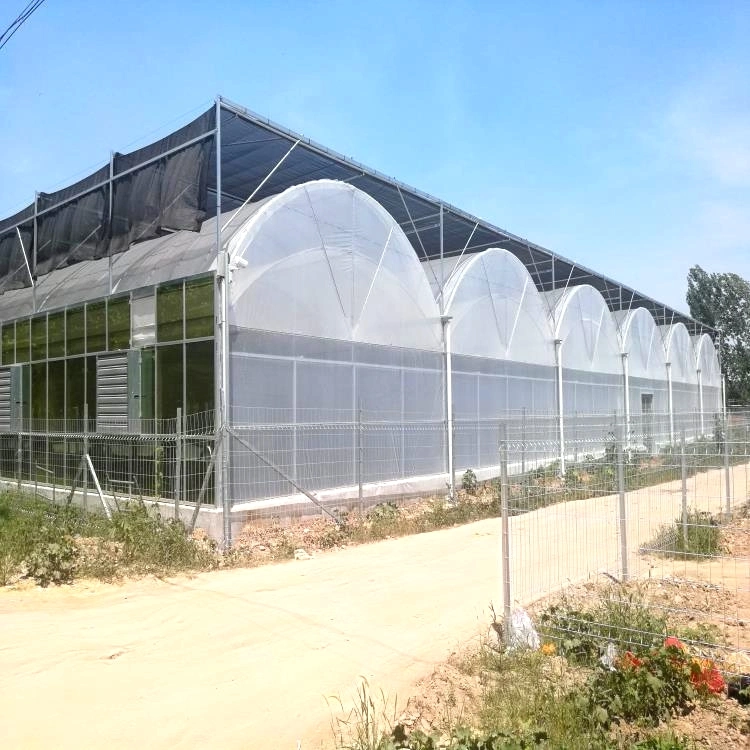 Comercial de bajo coste Multi-Span Plástico Poly película túnel invernaderos el tomate y verdura/Flores/Pepino Pimiento//fresa/Lechuga/ película Green House en venta