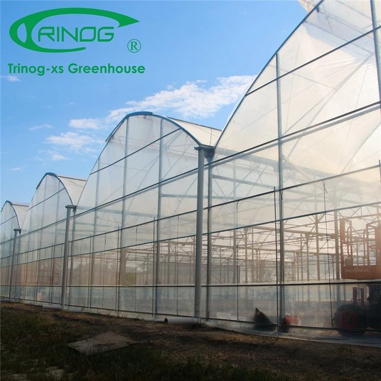 Galvanized Steel Structure Multi-Span Film Photovoltaic Greenhouse for Vegetable Flower Growth