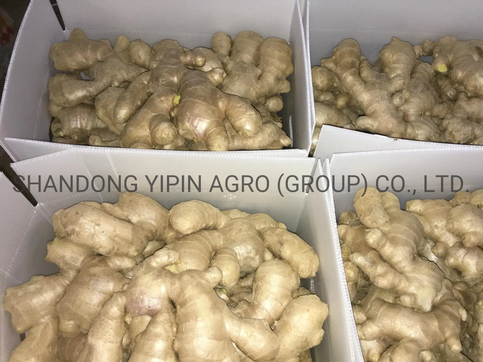 Air Dry Ginger in Premium Quality with Different Sizes for Export From Shandong Province