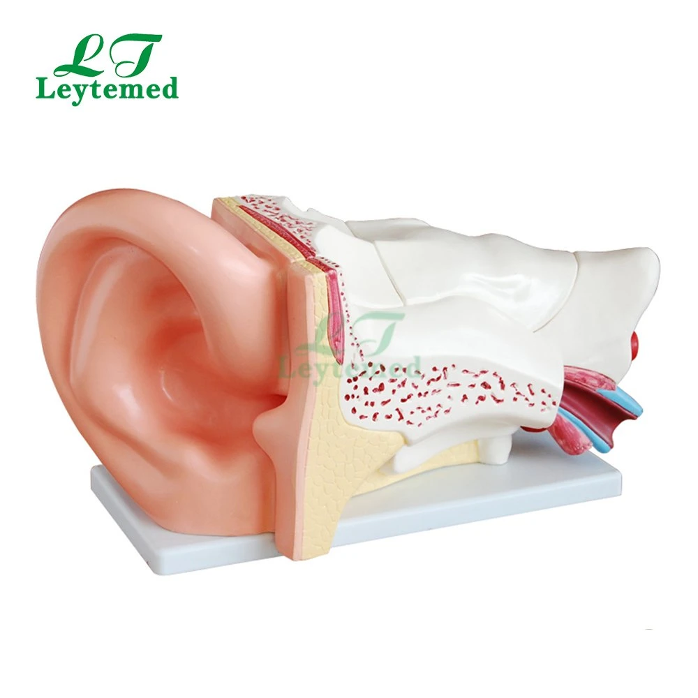 Ltm303c New Style PVC Giant Ear Model Use with Medical Tranning