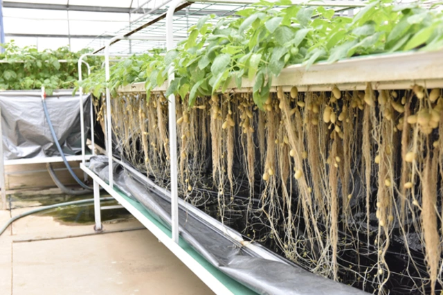 Floating Foam Board Hydroponics Planting System for Leafty Vegetables