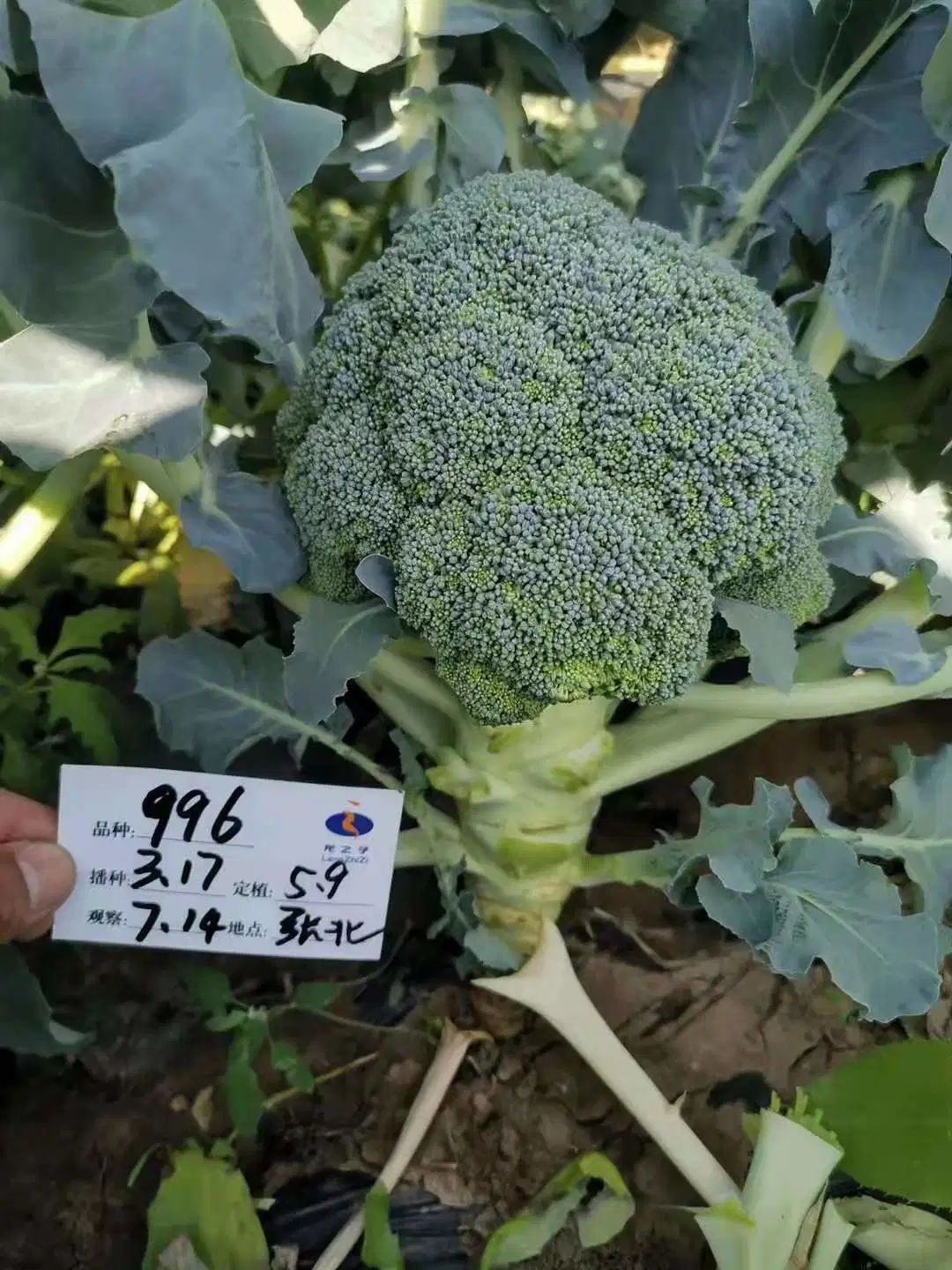 Healthy and Nutritious High Quality Vegetable Broccoli Frozen Seeds