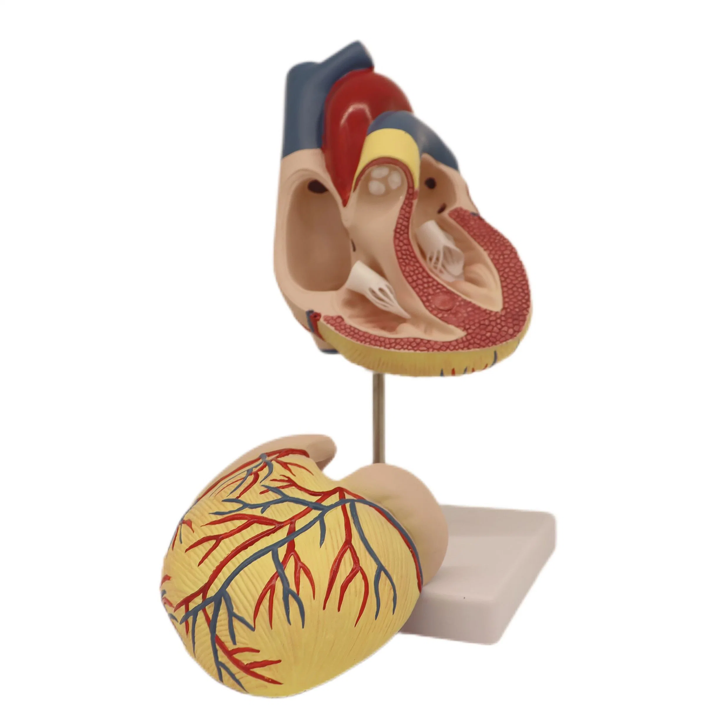 Bom preço de desconto clássico modelo anatómico com Humam PVC de boa qualidade De dissecção de coração