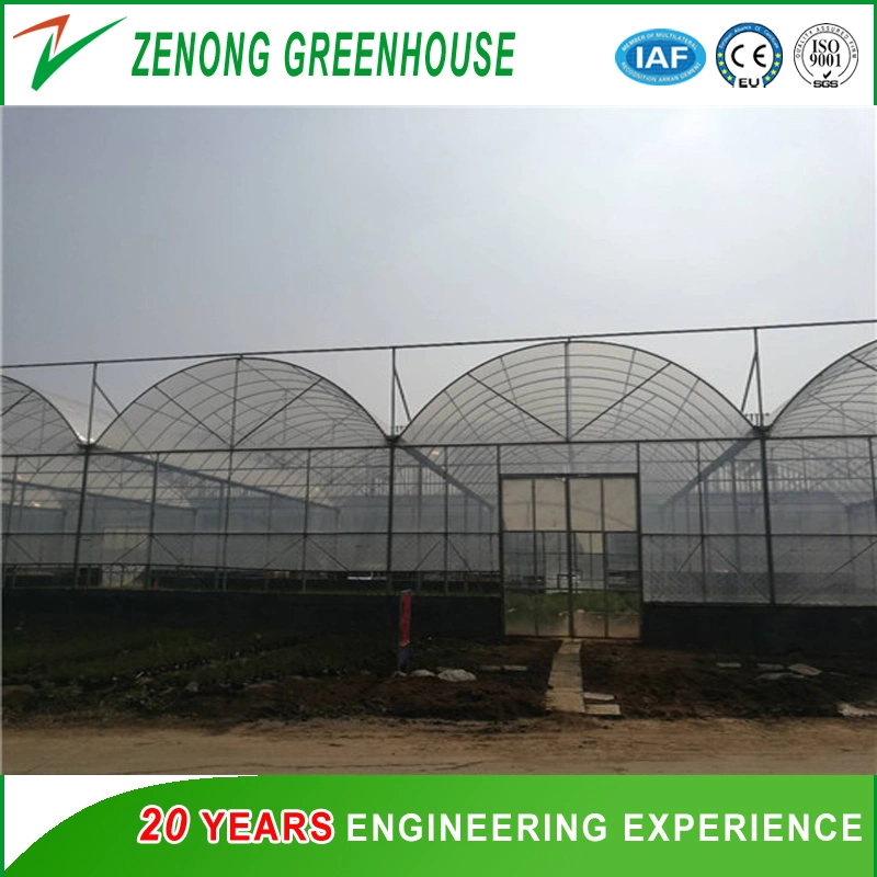 Poly Film Multi-Span Greenhouse with Cooling Pad for Eggplant/Cabbage/Fruit Tree