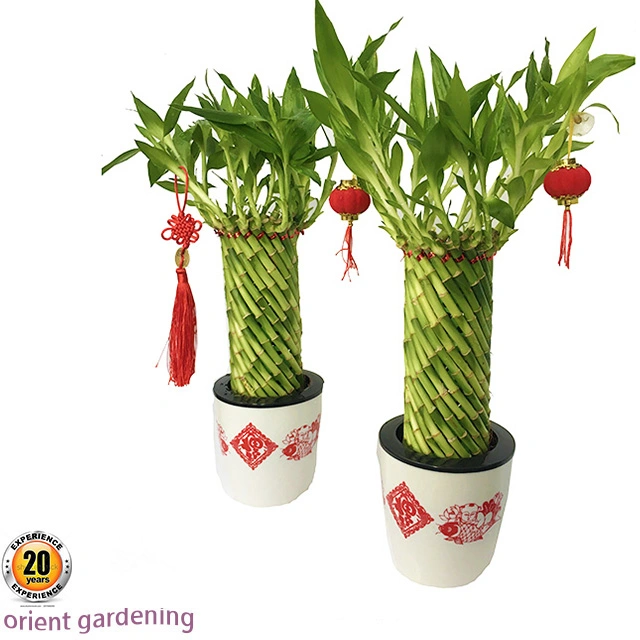 Bon Feng Shui plante Lucky bambou Indoor Plants, Festival Don