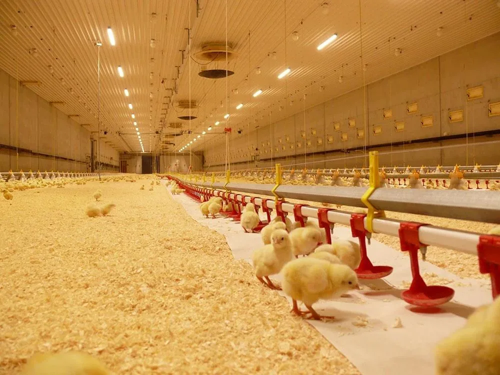 La fábrica China de pollo broiler automático de la casa de aves de corral de material agrícola