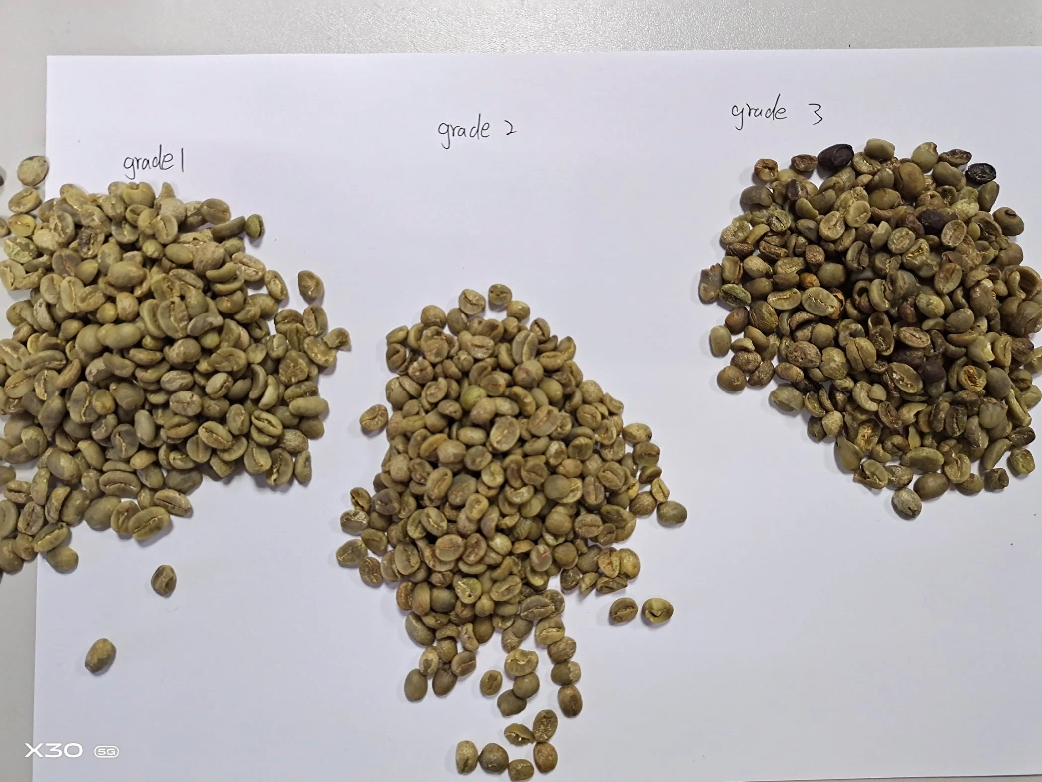 El grano de café Arábica especial viene de Hainan Fuwang