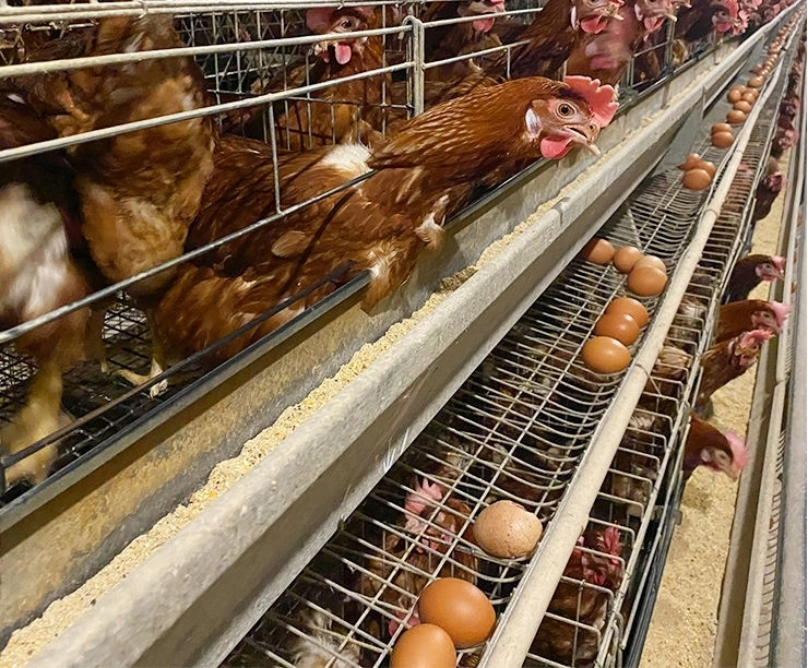 Un type de poulet Hot-Dipped galvanisé Cage/coop/versé pour les poulets de chair ou de poules pondeuses