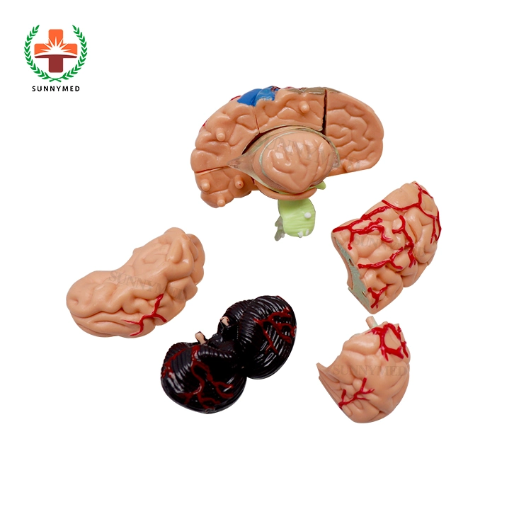 Sectioned Head and Face Anatomy Teaching Brain Head Model