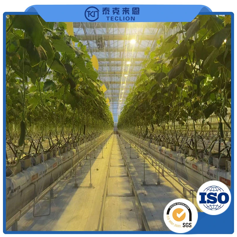 9600 * 650 * 2500mm Intelligent System Automatic Container Greenhouse Farm Multi-Layer Indoor Lettuce Plant Growth