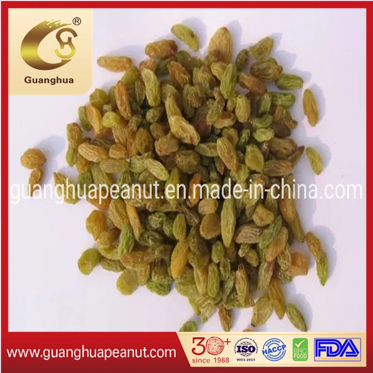 Healthy and Original Green Raisin From China