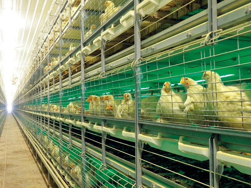 Hühnerhaus-Ei Henne Automatische Geflügelgeräte Cage System Gülle Entfernen