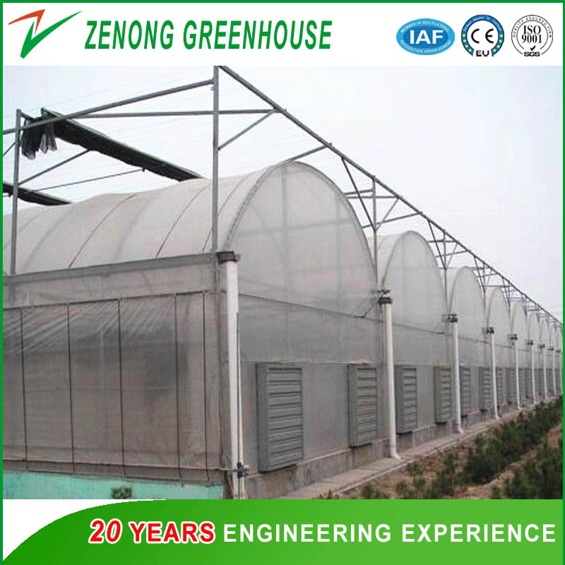 Poly Film Multi-Tunnel Greenhouse Plastic Greenhouse for Strawberry/Cherry/Fruit Tree