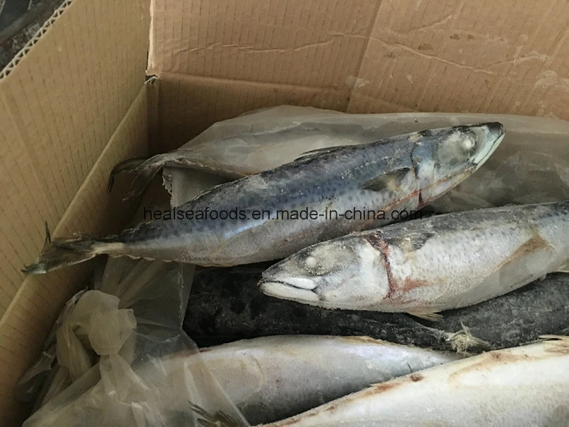 Frozen Mackerel on Board with Best Quality