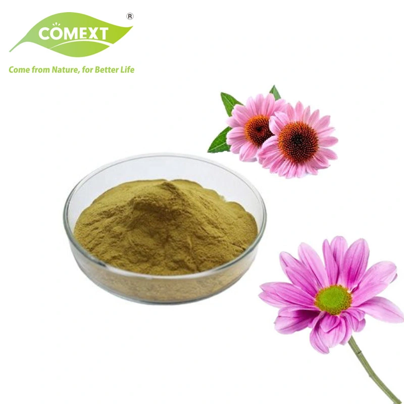 Comext Free Sample ISO Fssc Halal China Manufacturer HPLC 2% 4% Cichoric Acid 6% Polyphenol Powder Plant Echinacea Purpurea Extract for Preventing Cold & Flue