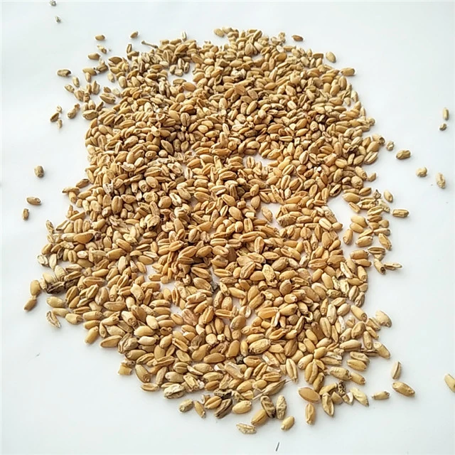 Fu xiao mai Chinese herbal dried Fructus Tritici Levis/Floating wheat/light wheat for sale