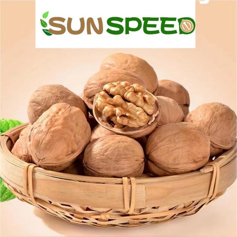 شينجيانج Paper Shell Delicious Inshell 185 Walnut الصينية النيئة Walnut