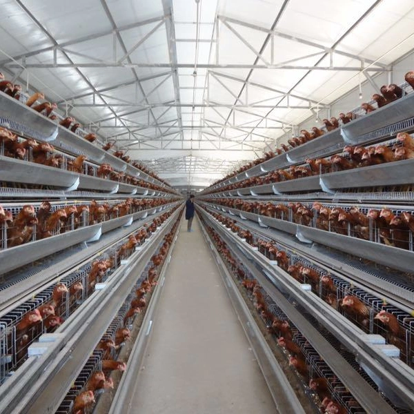 Élevage de volailles automatique de l'équipement de poulet à griller des cages