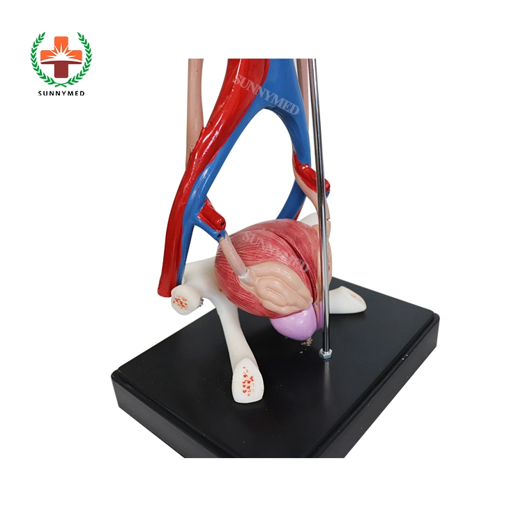 Human Teaching Male Urinary System Anatomical Model for Medical School