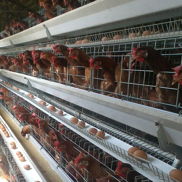 Poultry Farm A Type Galvanized Battery Layer Chicken Cage