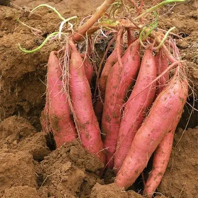 Sistema de classificação de batatas de legumes Máquina de niveladora de tamanho de batata