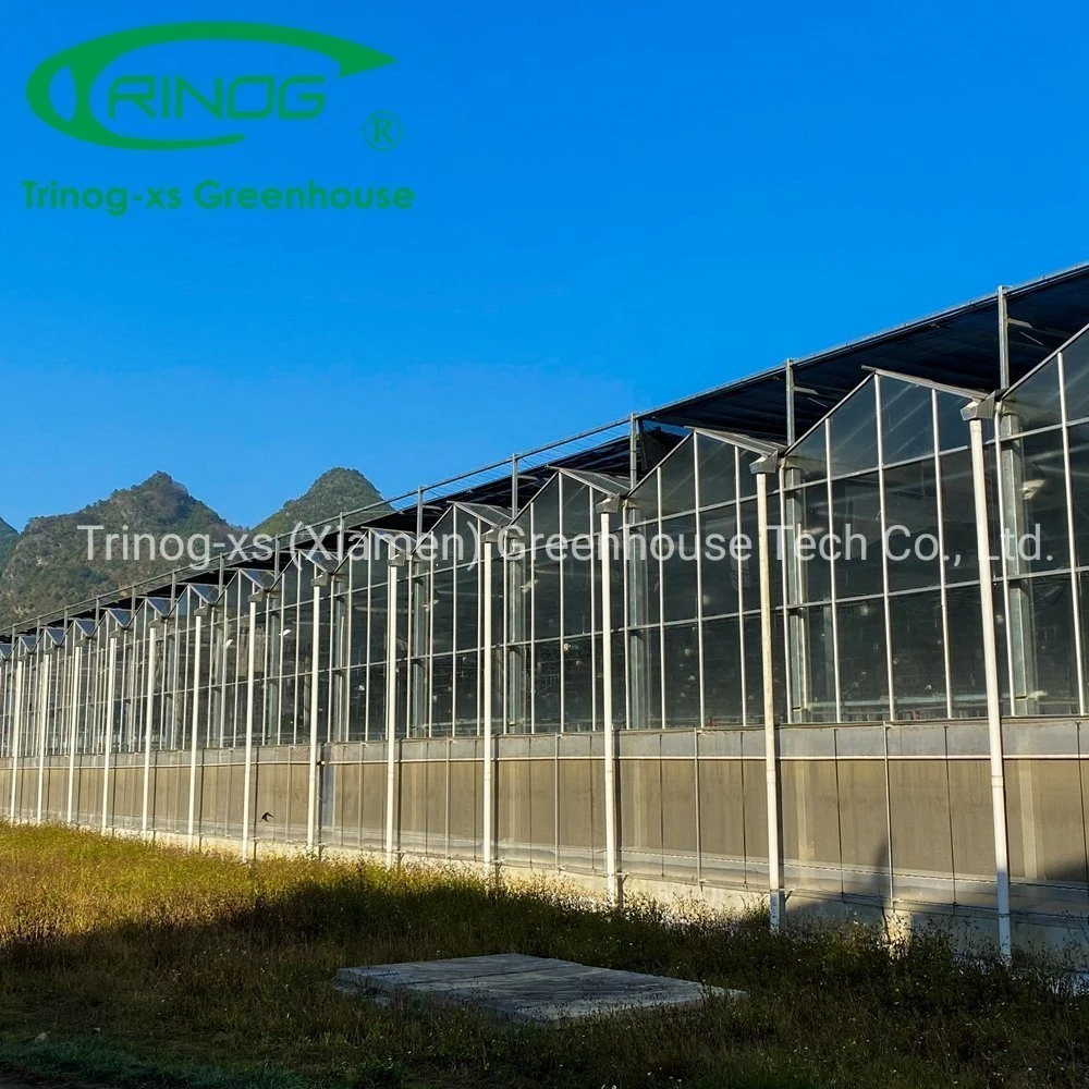 Agrícolas automático del tubo de acero galvanizado de gran tamaño de efecto invernadero de cristal de la estructura interior con sistema hidropónico