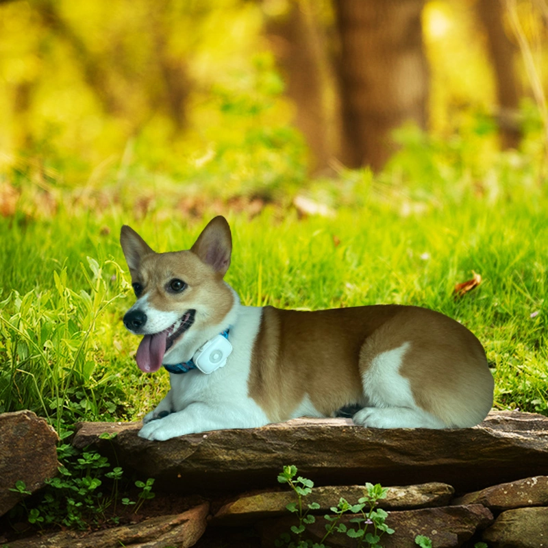 Großhandel/Lieferant neue Luxus-Design-Hundehalsband mit wasserdichten Custom GPS Pet Tracker