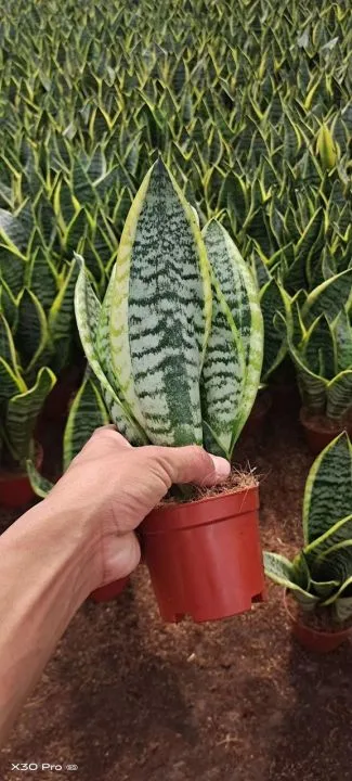 Hot Selling High quality/High cost performance  Sansevieria Dracaena Trifasciata Snake Plants for Sale