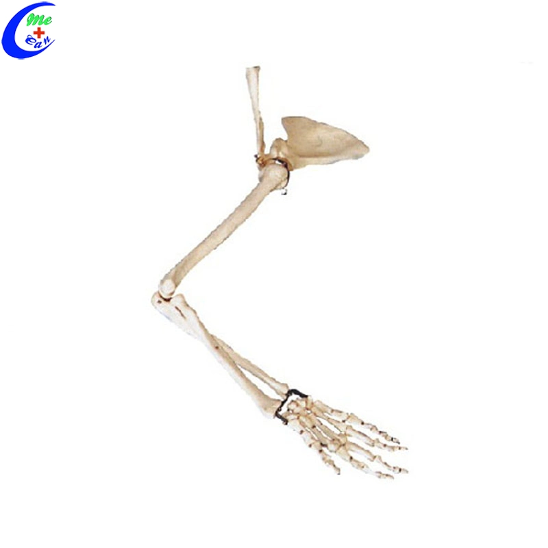 Lado do esqueleto humano educacional modelo ósseo