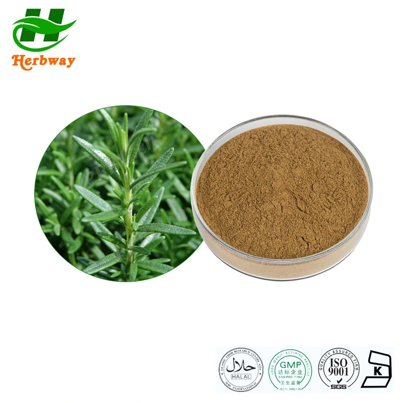 Herbway Free Sample Factory Direct Sale Herbal Extract Rosemary Essential Oil Antioxidant Rosmarinic Ursolic Carnosic Acid 5: 1 Rosemary Extract