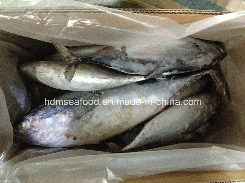 Whole Round IQF Bonito Fish (750g+)