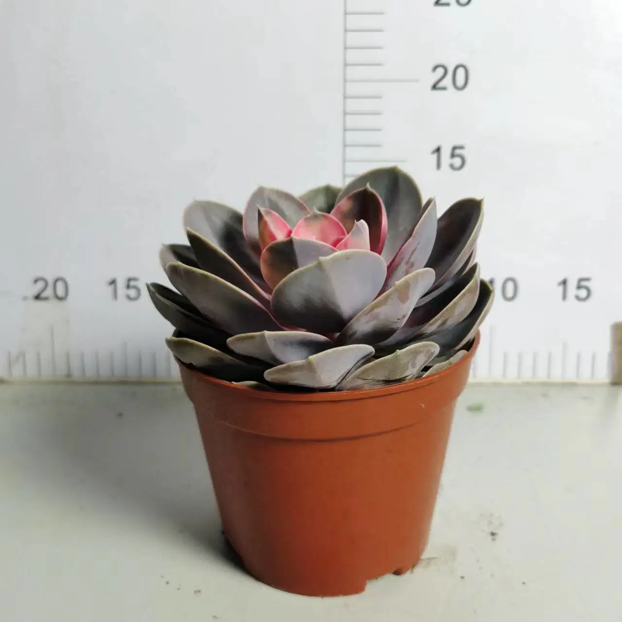 Оптовая Nursery Echeveria/Hanuralia/Lithops/Aeonium/Cactus красочные Rare Natural Live суккулентные растения Red Сердце