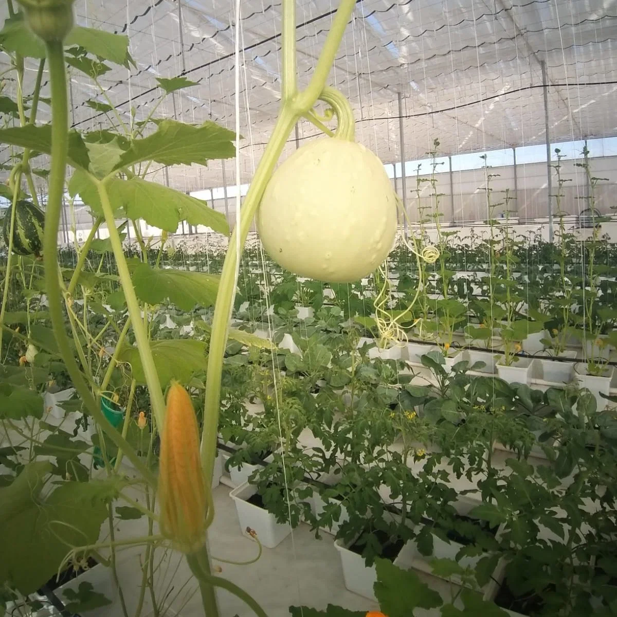 Hydroponics Tomato de invernadero Dutch Bucket sistema de crecimiento de Hydrophonics para Multi-Span Casas Verdes agrícolas