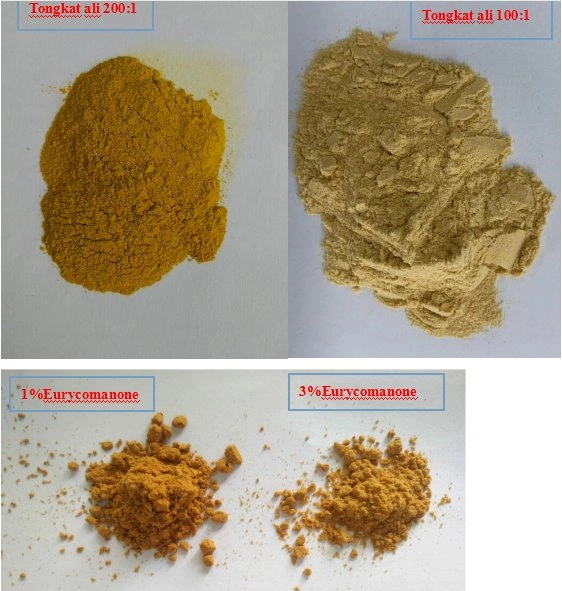 E. K Herb مصنع استخراج الطنجكات علي لونججاك 1%-10% يوريكومانون 100: 1 200: 1 Maca Epimedium Tribulus Terrestris Pine Pollen Extract Tongkat Ali