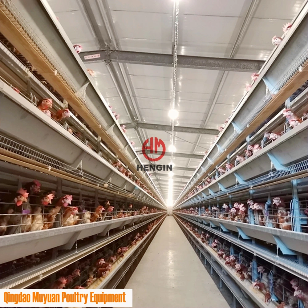 Battery 4 Tiers Poultry Livestock Chicken Layer Coop for Burma Poultry Farm