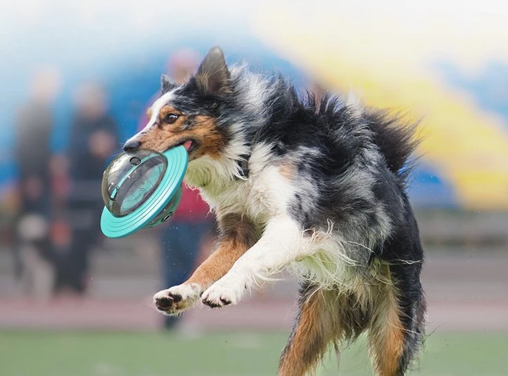 Nova chegada de cão de plástico do produto Dog Brinquedos Verde Amarelo Color