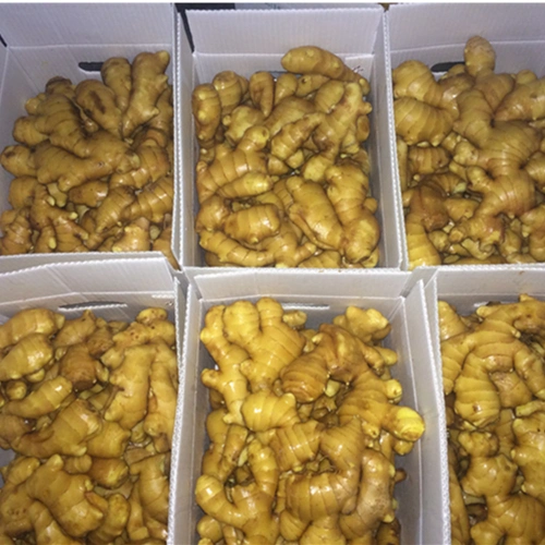 Suppliers Supply Hot Selling Fresh Ginger